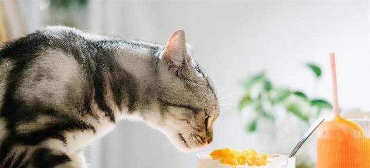 四周小猫的饮食问题（从幼猫到成猫）