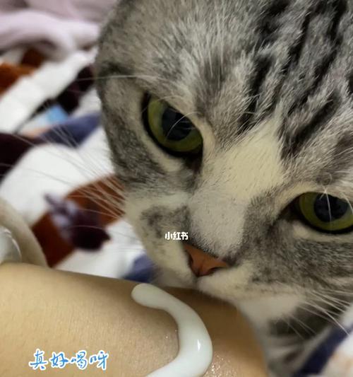 猫咪可以喝酸奶吗（探究酸奶对猫咪的益处和注意事项）