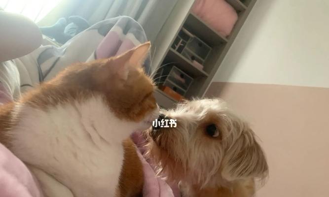 为什么摸猫会痒（揭开摸猫痒的神秘面纱——看宠物猫的皮肤构造和人体过敏反应）