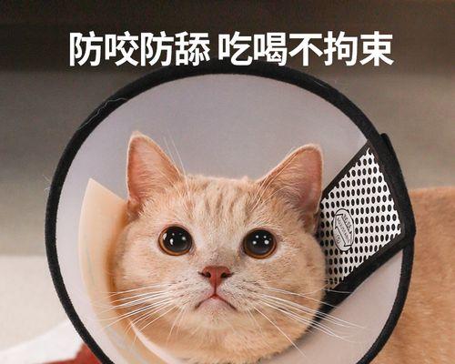 为什么猫咪喜欢舔我们（探究猫咪舔的原因和好处）