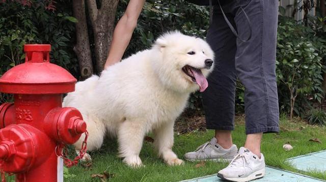 小狗成为家庭看家犬的时间剖析（宠物狗的看家能力与培养方法）