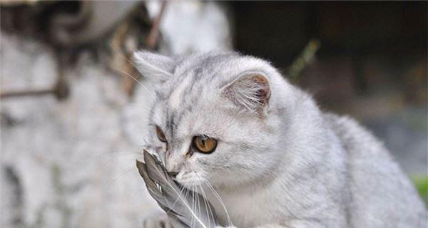 「小猫的肉食料理」（「探秘猫咪最爱的肉类食品）