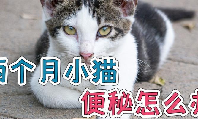 小猫便秘会死吗？——宠物常见疾病与预防