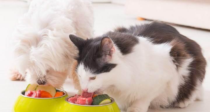 猫咪的饮食习惯对健康的影响（小猫不吃放久）