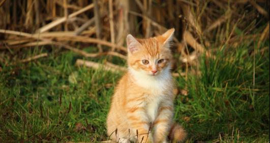 猫咪的饮食习惯对健康的影响（小猫不吃放久）