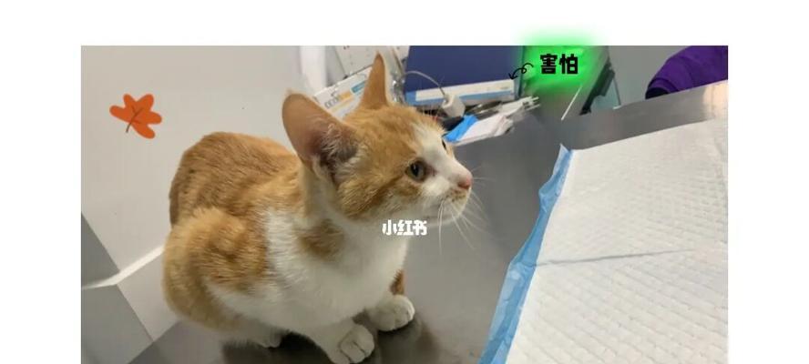 小猫不吃，主人该如何应对（探索宠物饮食困境）