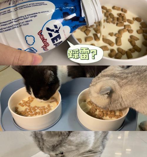 宠物小猫进食呕吐问题解决方案（如何帮助宠物小猫解决食物消化问题）