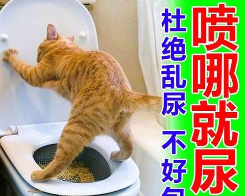 宠物小猫吃了不拉屎，该怎么办（为宠物的健康着想）