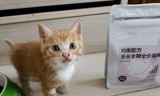 宠物猫吃猫粮病倒（小猫的健康不能掉以轻心）