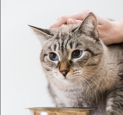 宠物猫吃猫粮病倒（小猫的健康不能掉以轻心）