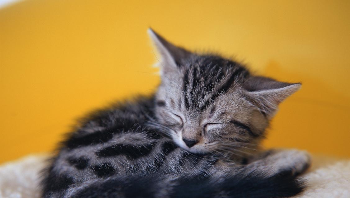 如何防止宠物小猫吃纸（从日常饮食、环境改善到行为训练）