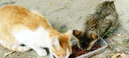 小猫的饮食习惯与营养需求（探寻宠物猫的健康饮食法则）