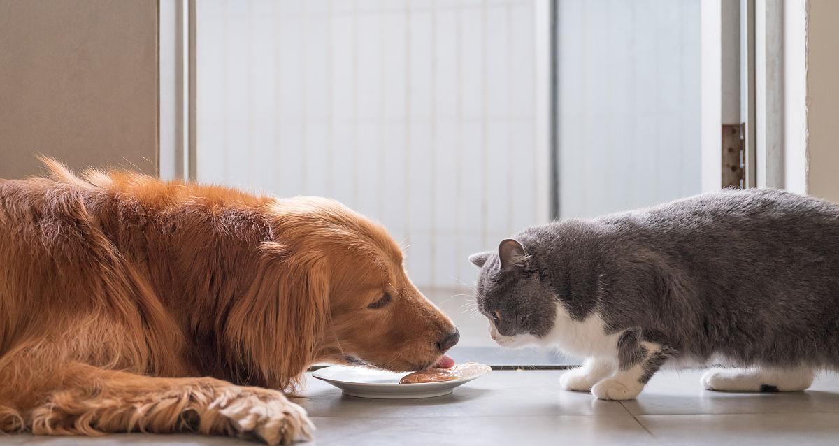 小猫的饮食习惯与营养需求（探寻宠物猫的健康饮食法则）