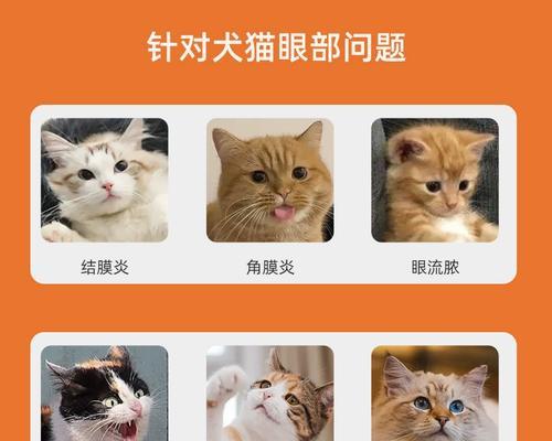 宠物小猫眼药指南（如何正确给小猫点眼药）