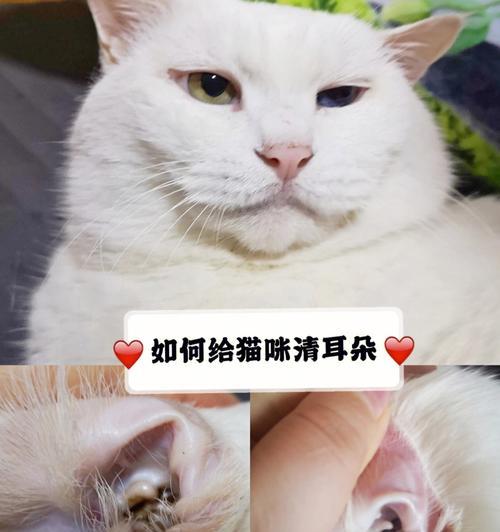 宠物小猫耳朵易脏，如何做好清洁（小猫耳朵清洁方法）