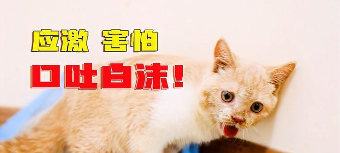 宠物小猫为什么会反胃吐白沫（解析小猫反胃的原因及预防措施）