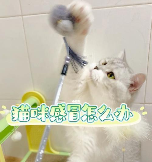 小猫感冒会好吗（了解如何帮助你的宠物恢复健康）