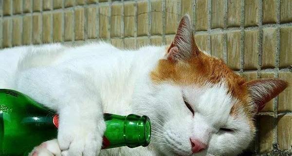 宠物小猫喝酒会死吗（关注宠物健康）