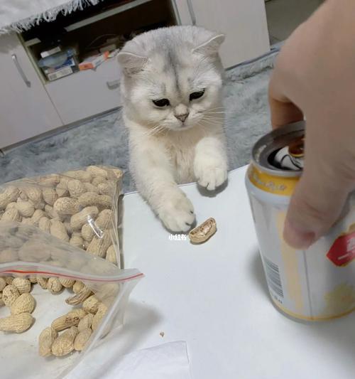 宠物小猫喝酒会死吗（关注宠物健康）