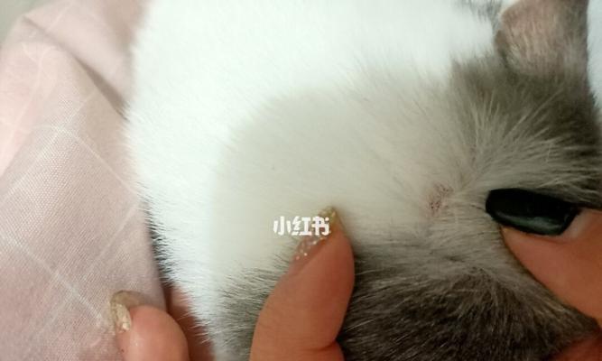 小猫成长记——从萌宠到猫藓（宠物猫的健康成长路程）