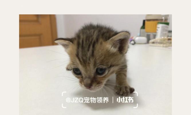 小猫几个月出售的注意事项（选择适合自己的宠物）