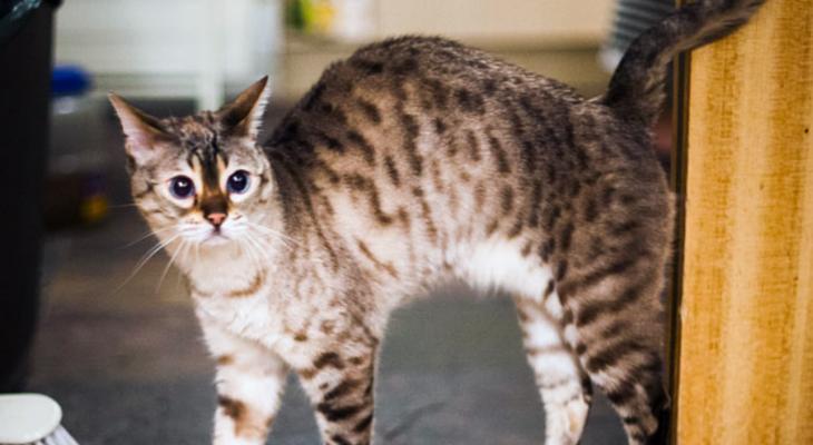 背着主人的小猫，让人心醉的宠物生活（小猫背上的故事）