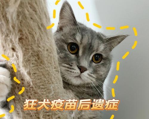 小猫遇上狂犬病（如何保护宠物免受病痛侵袭）