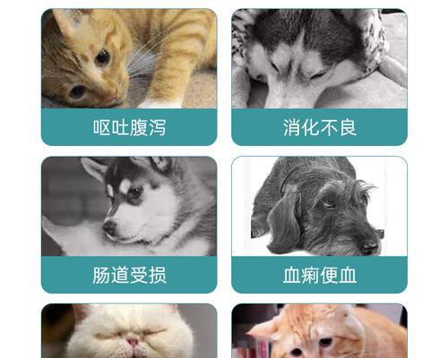 宠物小猫拉稀呕吐，如何应对（如何调理小猫肠胃）