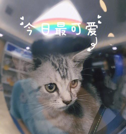 小猫的麻辣生活（从洗澡到玩耍）