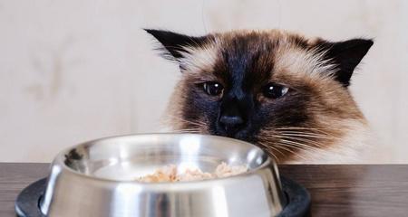 宠物猫可以吃菜吗（探究宠物猫的饮食习惯和健康问题）