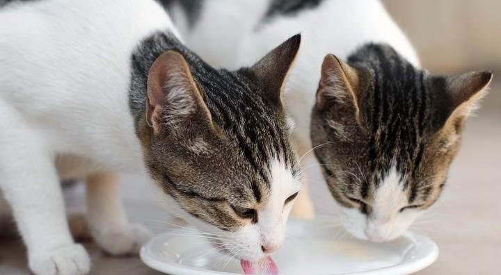 宠物猫可以吃菜吗（探究宠物猫的饮食习惯和健康问题）