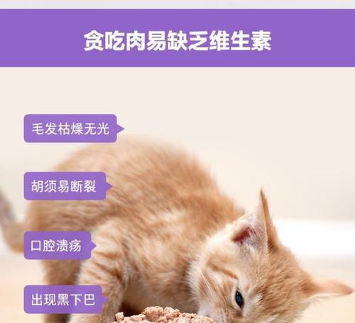 宠物小猫是否能吃麦片（营养专家揭秘宠物小猫的饮食问题）