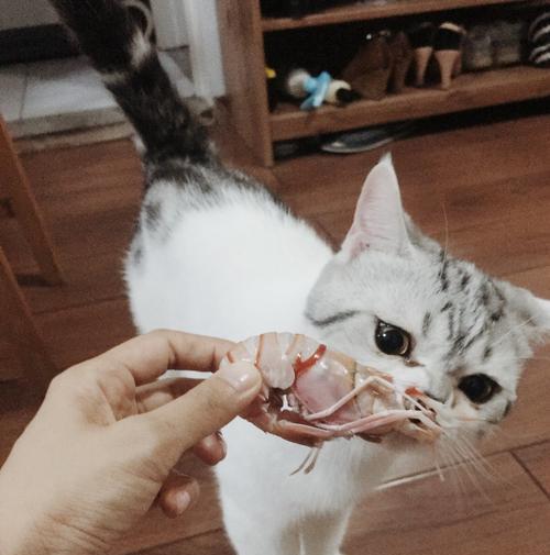 小猫可以吃虾头吗（探讨宠物小猫的饮食需求与健康问题）