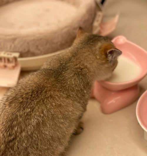 小猫喝羊奶（了解宠物的适宜食物）