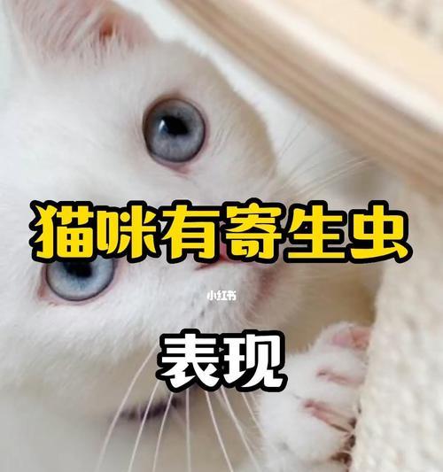 小猫屁眼有虫子该怎么办（宠物养护必知）