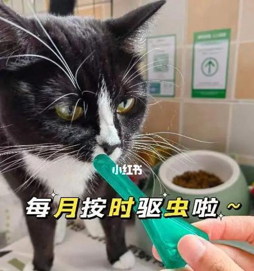 如何以小猫驱虫而不让它瘦下来（宠物健康的秘诀）