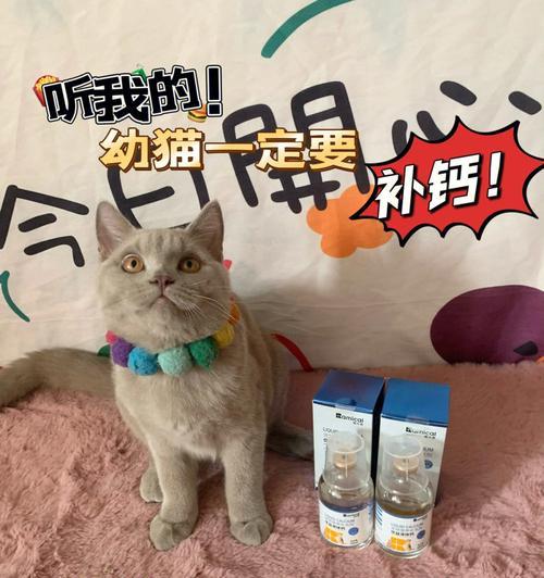 宠物小猫缺钙的表现（掌握这些症状）