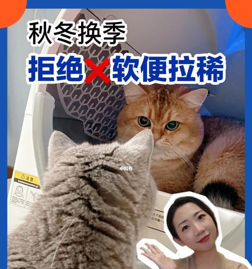 宠物小猫软便原因及处理方法（小猫软便的危害）