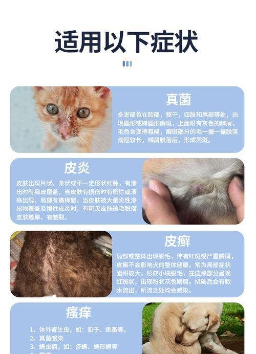 小猫皮肤病的症状、治疗及预防（宠物猫皮肤病的危害及应对策略）