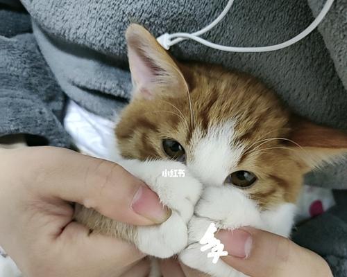 宠物降温必备！小猫怎么降温（以小猫为例）