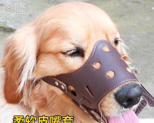 宠物犬一岁，咬主人该如何处理