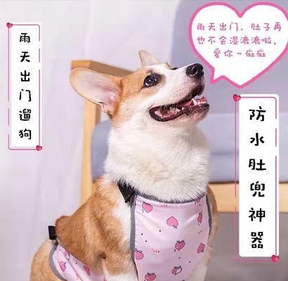 处理宠物犬关节炎的有效方法（如何缓解宠物犬关节炎带来的不适）