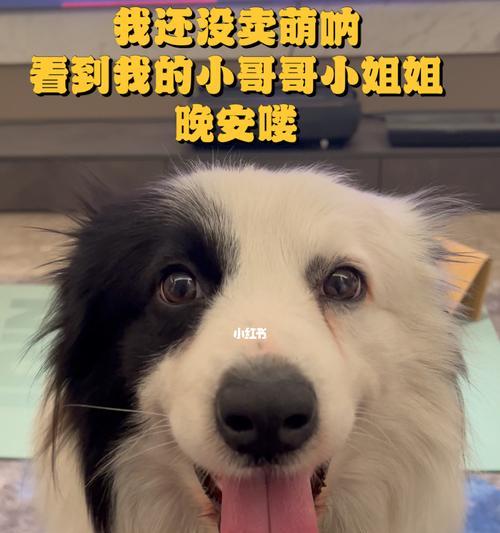 狗狗老不睡觉怎么办（宠物照顾必读）