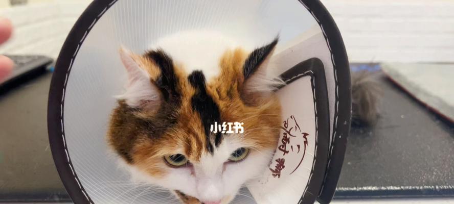 如何顺利给宠物猫咪打针（以人性化方法让猫咪接受注射）