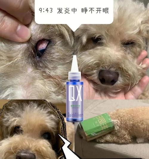 宠物犬感染细菌的预防与治疗（喷洒抗菌剂）