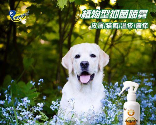 宠物犬感染细菌的预防与治疗（喷洒抗菌剂）