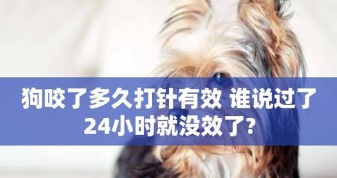 遇到狗咬，打针不可少（宠物犬的爱恨情仇）