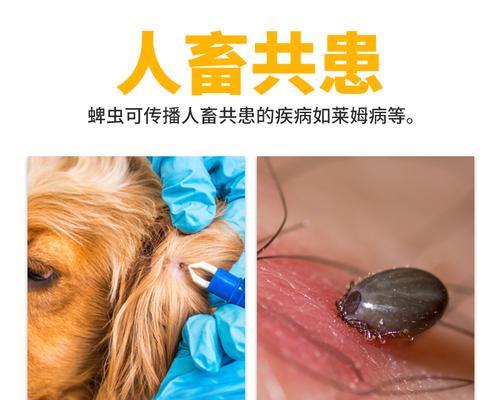 宠物犬身上有跳蚤怎么办（给你的爱犬选用最好的驱虫药）