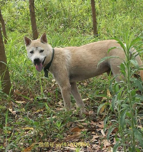 好品质的土猎犬（探寻这种宠物的魅力和优势）