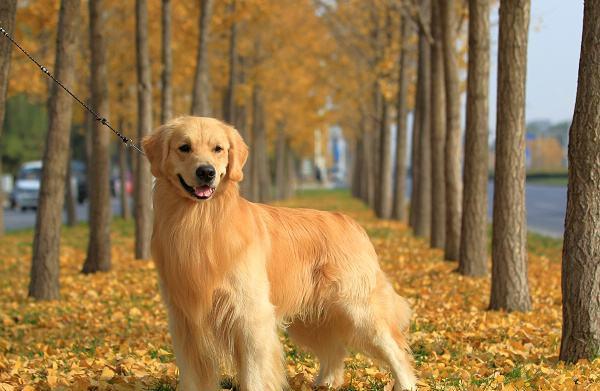 护家犬的最佳选择——哪种犬最适合当守卫犬（如何选择一只出色的守卫犬）